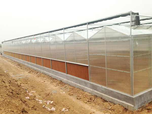 連棟陽(yáng)光板溫室圖4.jpg